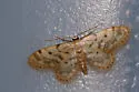Fortunate Idaea - Hodges#7102