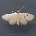 Fortunate Idaea - Hodges#7102 - photo 2
