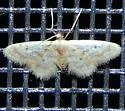 Fortunate Idaea - Hodges#7102 - photo 3