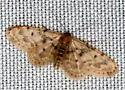 Fortunate Idaea - Hodges#7102 - photo 4