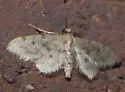 Fortunate Idaea - Hodges#7102 - photo 5