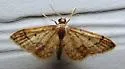 Idaea celtima - Hodges#7109