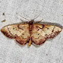 Idaea celtima - Hodges#7109 - photo 2