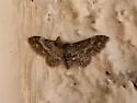 Idaea celtima - Hodges#7109 - photo 4