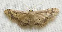 Idaea celtima - Hodges#7109 - photo 5
