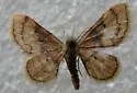 Red-Bordered Wave Moth - Hodges#7114