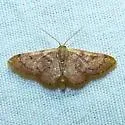 Red-Bordered Wave Moth - Hodges#7114 - photo 2