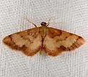 Red-Bordered Wave Moth - Hodges#7114 - photo 3