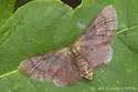 Red-Bordered Wave Moth - Hodges#7114 - photo 4