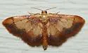 Red-Bordered Wave Moth - Hodges#7114 - photo 5