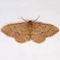 Idaea eremiata - Hodges#7115 - photo 2