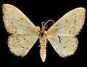 Idaea eremiata - Hodges#7115 - photo 3