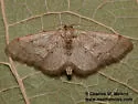 Idaea eremiata - Hodges#7115 - photo 4