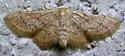 Idaea eremiata - Hodges#7115 - photo 5