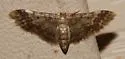 Notch-winged Wave Moth - Hodges#7108 - photo 2