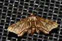 Notch-winged Wave Moth - Hodges#7108 - photo 3