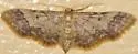 Notch-winged Wave Moth - Hodges#7108 - photo 4