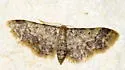 Notch-winged Wave Moth - Hodges#7108 - photo 5