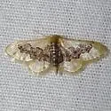 Idaea gemmata - Hodges#7116 - Idaea gemmata
