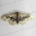 Idaea gemmata - Hodges#7116 - photo 2