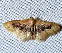 Idaea gemmata - Hodges#7116 - photo 3