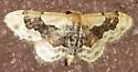 Idaea gemmata - Hodges#7116 - photo 4