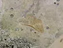 Hill's Wave Moth - Hodges#7118 - photo 3