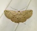 Hill's Wave Moth - Hodges#7118 - photo 4