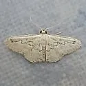 Hill's Wave Moth - Hodges#7118 - photo 5