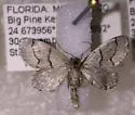 Idaea insulensis - Hodges#7106