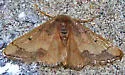 Idaea kendallaria - Hodges#7111.2 - Idaea kendallaria