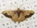 Idaea kendallaria - Hodges#7111.2 - photo 2
