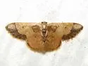 Idaea kendallaria - Hodges#7111.2 - photo 3