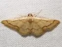 Idaea kendallaria - Hodges#7111.2 - photo 4