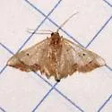 Idaea kendallaria - Hodges#7111.2 - photo 5