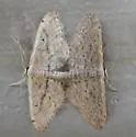 Idaea microphysa - Hodges#7104 - photo 2