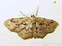 Idaea micropterata - Hodges#7119 - photo 2