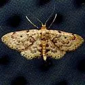 Idaea micropterata - Hodges#7119 - photo 3