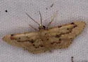 Idaea micropterata - Hodges#7119 - photo 4