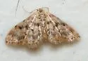 Idaea nibseata - Hodges#7103 - Idaea nibseata