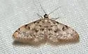 Idaea nibseata - Hodges#7103 - photo 2