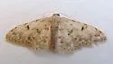 Idaea nibseata - Hodges#7103 - photo 3