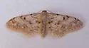 Idaea nibseata - Hodges#7103 - photo 4