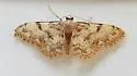 Idaea nibseata - Hodges#7103 - photo 5