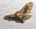 Idaea occidentaria - Hodges#7117