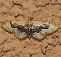 Idaea occidentaria - Hodges#7117 - photo 2