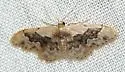Idaea occidentaria - Hodges#7117 - photo 3