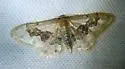 Idaea occidentaria - Hodges#7117 - photo 4