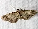 Idaea pervertipennis - Hodges#7107 - photo 2