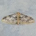 Idaea pervertipennis - Hodges#7107 - photo 5